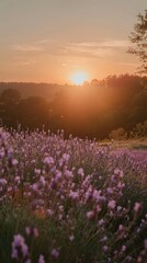 Fototapeta premium As the sun sets on the horizon, golden rays illuminate the vibrant blooms of lavender swaying gently in the breeze, creating a peaceful atmosphere in the countryside