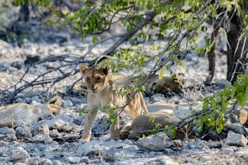 Lion cub in sunlit savanna landscape.