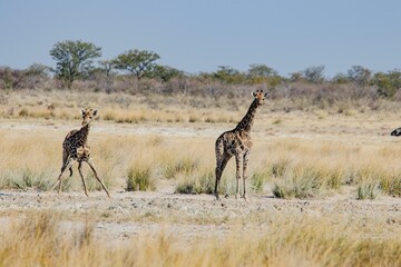 Giraffes in the savannah landscape
