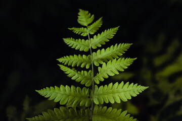 fern leaf in the forest