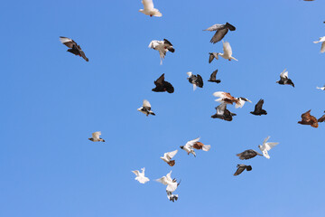 Flying pigeon in blue sky