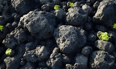 Young plants sprout amidst dark volcanic rocks.