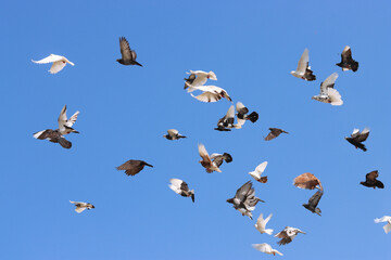 Flying pigeon in blue sky