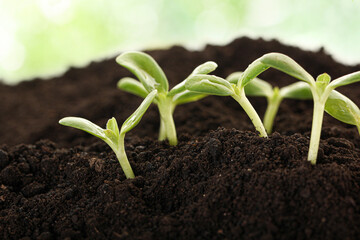 Fresh young green seedlings. Young plant springing up out of the soil