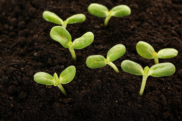 Fresh young green seedlings. Young plant springing up out of the soil