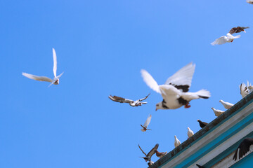 Flying pigeon in blue sky