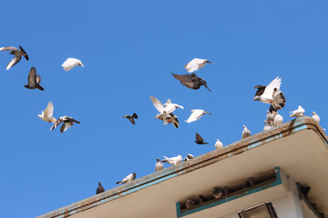Flying pigeon in blue sky