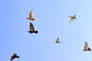 Flying pigeon in blue sky