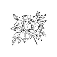 Vector hand drawn flower. Floral botanical illustration. Line art illustration of a blooming peony flower with leaves