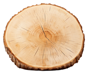 PNG Single sliced round Birch wood plant tree
