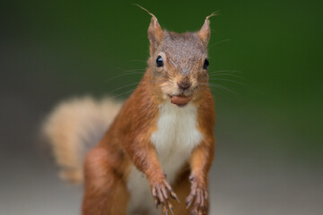 Portrait of a red squirrel in close-up. A red squirrel is sitting on a tree in a park on a sunny day. The squirrel became alert. Selective focus, blurred background. People take care of animals.