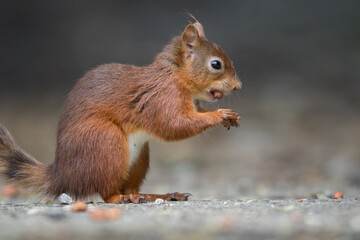 Portrait of a red squirrel in close-up. A red squirrel is sitting on a tree in a park on a sunny day. The squirrel became alert. Selective focus, blurred background. People take care of animals.