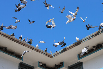 Flying pigeon in blue sky
