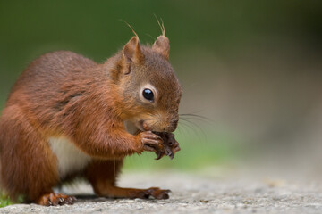 Portrait of a red squirrel in close-up. A red squirrel is sitting on a tree in a park on a sunny day. The squirrel became alert. Selective focus, blurred background. People take care of animals.