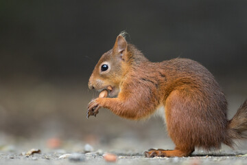 Portrait of a red squirrel in close-up. A red squirrel is sitting on a tree in a park on a sunny day. The squirrel became alert. Selective focus, blurred background. People take care of animals.