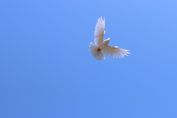Flying pigeon in blue sky
