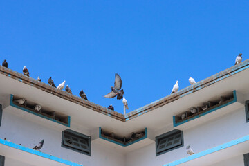 Flying Pigeon and their house