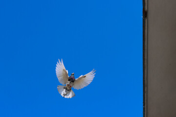 Pigeon flying in the blue sky