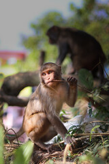 mother and baby macaque