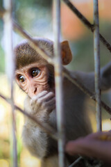 Japanese macaque in the zoo