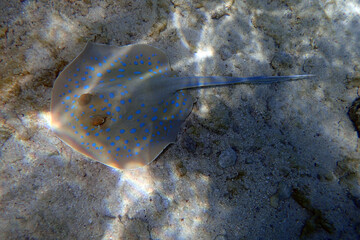 bluespotted ribbontail ray