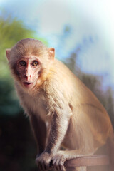 Japanese macaque sitting on a rock