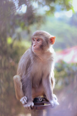 Japanese macaque in the zoo
