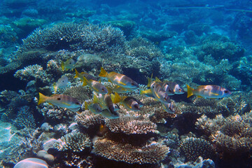 Lutjanus fulviflamma fish from Red Sea