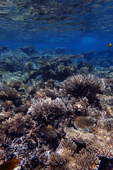 coral reef in Egypt, Makadi Bay