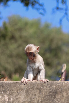 Baby moneky
