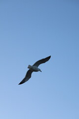 seagull in flight