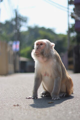 japanese macaque on road