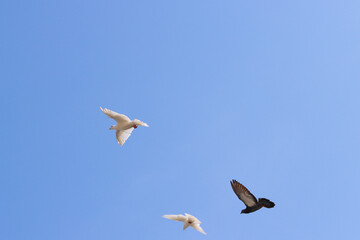 Pigeon flying in the sky.