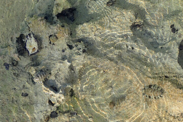 lepidochitona animal from the egypt beach