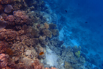 coral reef in Egypt, Makadi Bay
