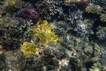 natural coral in the Red Sea Egypt