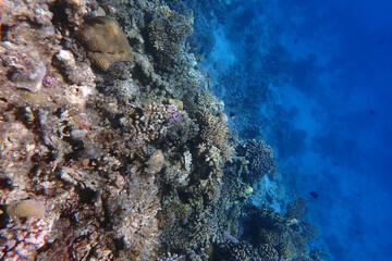 coral reef in Egypt, Makadi Bay