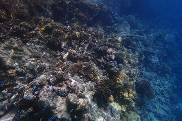 small fishes in the Red Sea Egypt