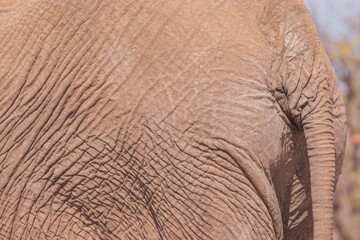 African elephants are a genus comprising two living elephant species, the African bush elephant and the smaller African forest elephant.