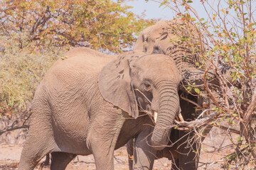 African elephants are a genus comprising two living elephant species, the African bush elephant and...