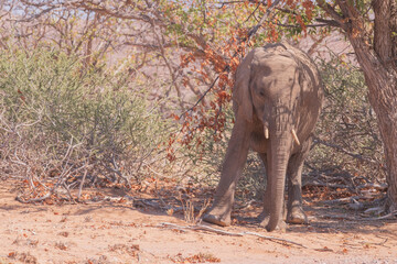 African elephants are a genus comprising two living elephant species, the African bush elephant and...