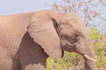 African elephants are a genus comprising two living elephant species, the African bush elephant and the smaller African forest elephant