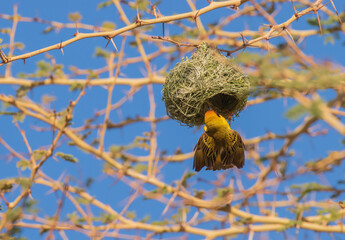 Southern masked weaver - a skilled nest builder.