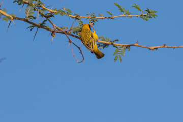 Southern masked weaver - a skilled nest builder.