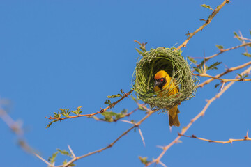 Southern masked weaver - a skilled nest builder.