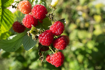 ripe red raspberries on one stem on a green leaf in the garden on a sunny day.