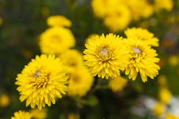 Yellow with a hint of brown color Chrysanthemum flower