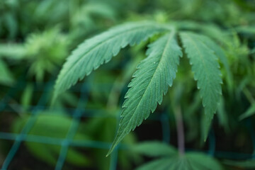 Legal Green Marijuana Cannabis Leaves Growing At Farm In Summer Day, Beautiful Cannabis Background.