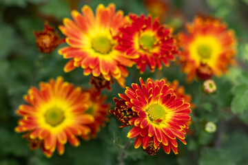 Obraz premium Flowering Red yellow chrysanthemums in autumn garden. Background with blossoming a chrysanthemums