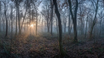 Fototapeta premium misty forest at sunrise with soft light filtering through trees